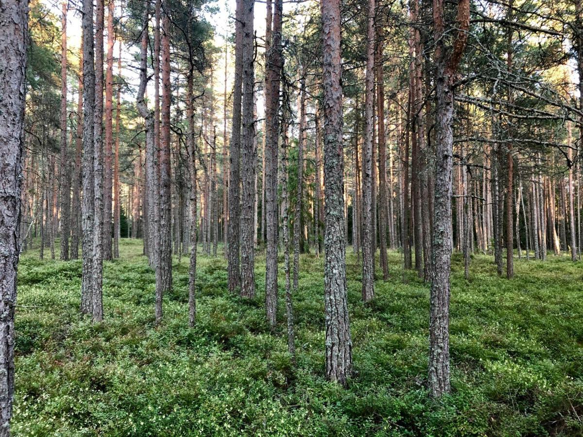 Veela Metsamaja Villa Noarootsi Eksteriør bilde